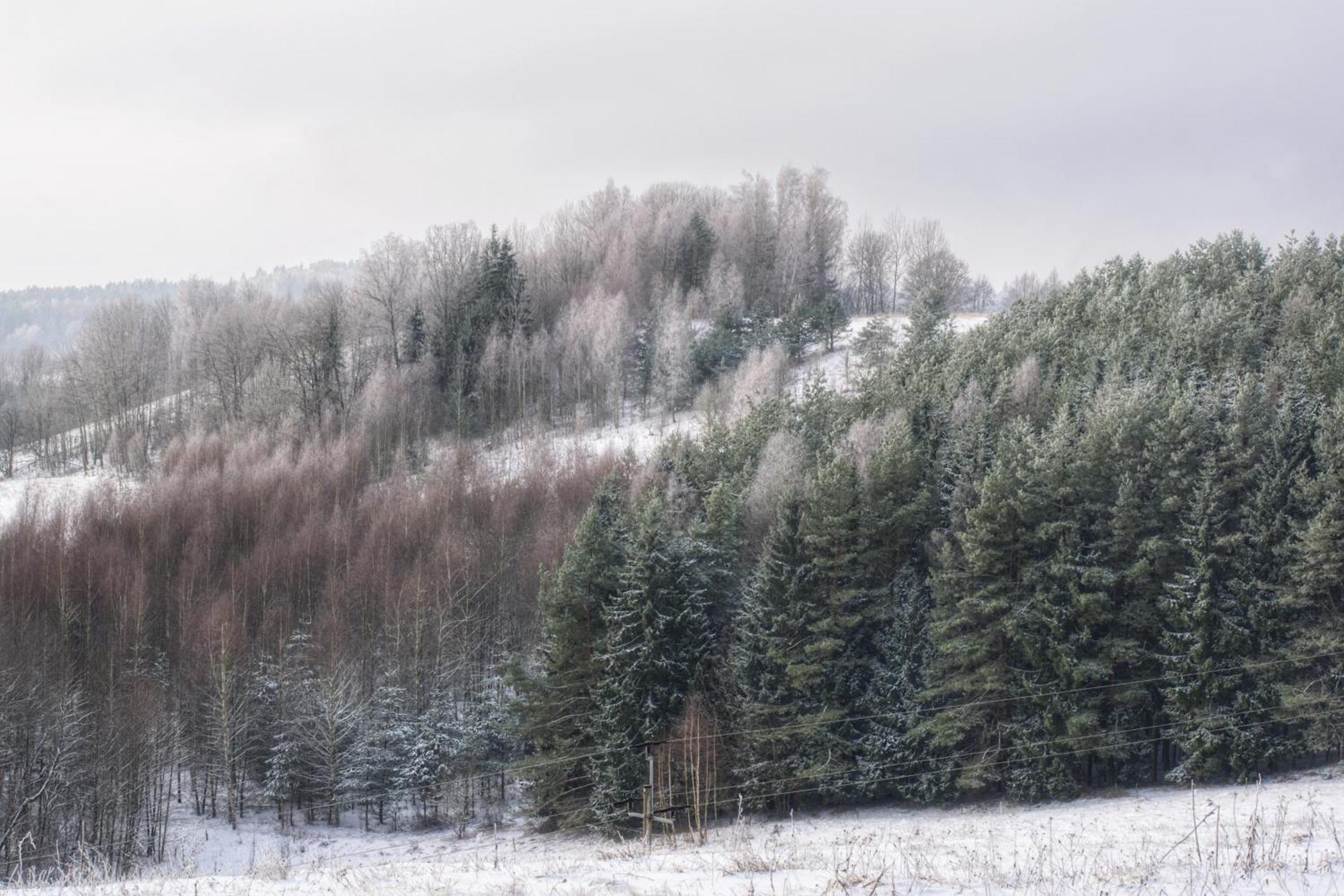 Cozy Reja Suwalki